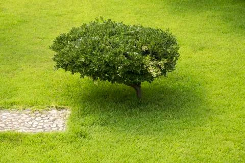 Small tree Stock Photos