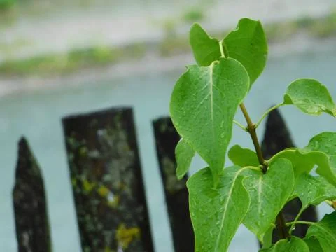A small tree Stock Photos
