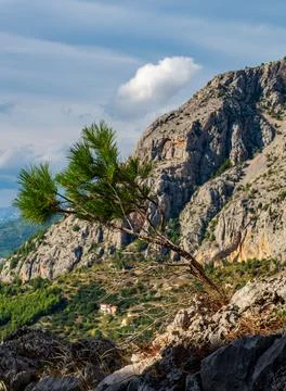 Small tree Stock Photos