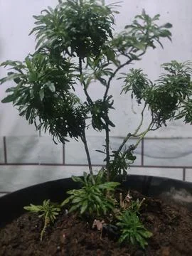 Small tree Stock Photos