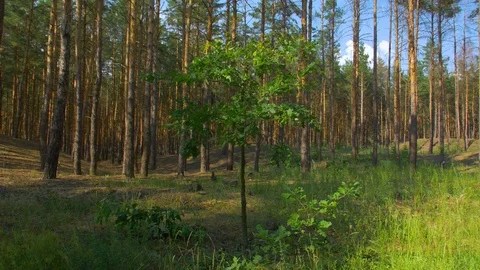 Small Tree In A Pine Forest Stock Footage 115017873