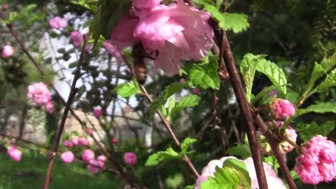 Small tree with pink flowers 03 스톡 동영상 166458675