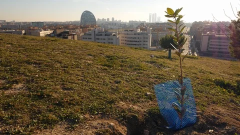 Small tree planted on a hill overlooking Madrid, Spain Stock Footage 122697932