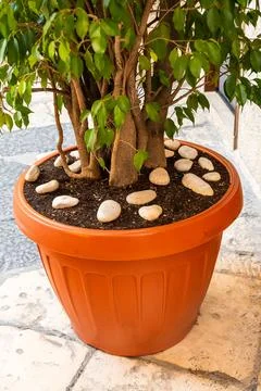 Small tree planted in an orange ceramic pot with decorative white pebbles on top Stock Photos