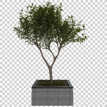 Small tree in a planter Lush foliage Stock Photos