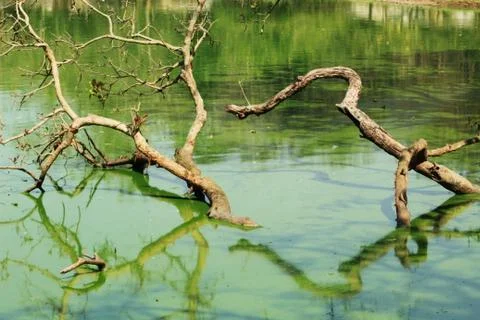 Small tree in a pond Stock Photos