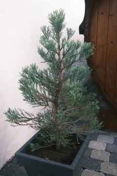 A small tree is in a pot on a brick walkway Stock Photos