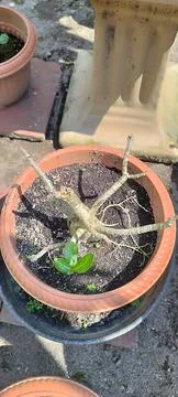 Small tree in a pot on the ground, close-up. Stock Photos