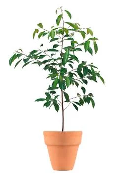 Small tree in a pot Stock Photos