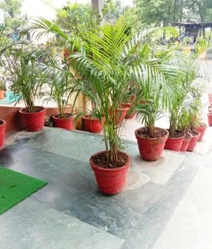 Small tree  pot 写真素材