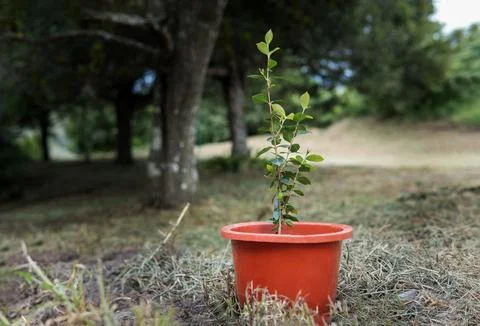 Small tree in a pot ready to be planted Stock Photos