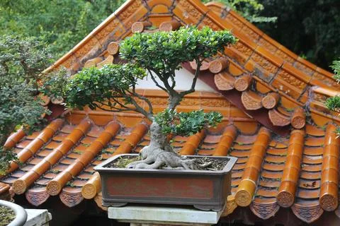A small tree is in a pot on top of a building Stock Photos