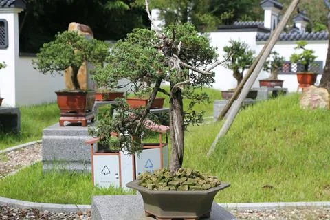 A small tree is in a pot with a white label that says "recycle" Stock Photos