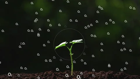 Small tree producing oxygen. ecology clean environment saving the earth. 库存影片 170688434