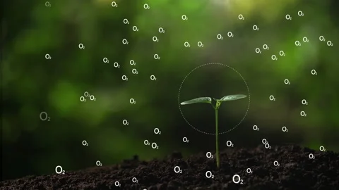 Small tree producing oxygen. ecology clean environment saving the earth. Stock Footage 171868580