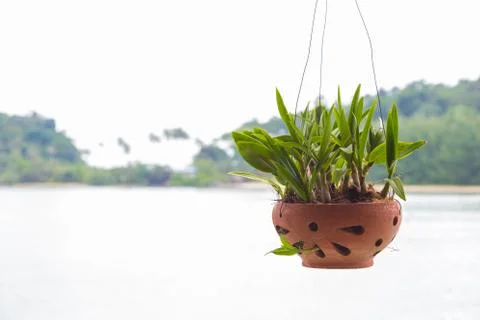 Small tree in pttery Stock Photos