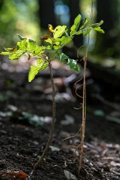 Small tree reaching for light. Stock Photos