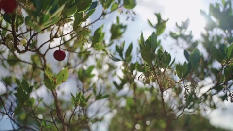 Small tree with red berries in natural environment Stock Footage 324753812