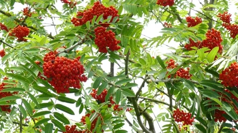 Small tree with red berries: Sorbus aucuparia Stock Footage 53638188