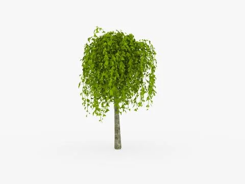 Small tree rendered and isolated on white background Stock Illustration