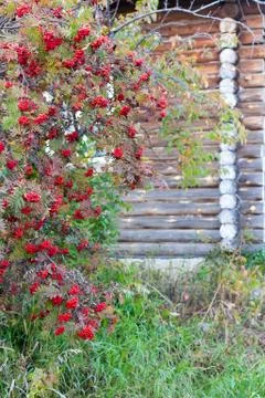 A small tree of Rowan on the background of old wooden house Stock Photos