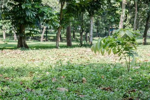 Small Tree Sapling on Park Grass with Woodland Background Stock Photos