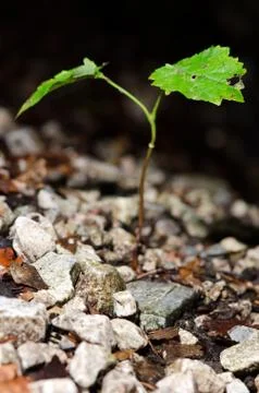 Small tree seedling on black background and gravel Stock Photos