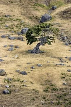 Small tree on the side of a hill. Stock Photos