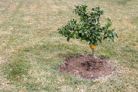 A small tree with a single orange fruit growing in the center of a patch of.. Stock Photos