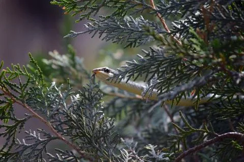 A small tree snake emerging through the bushes Stock Photos