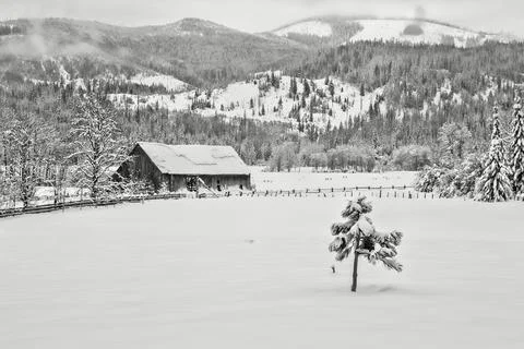 Small tree in snowy pasture. Stock Photos