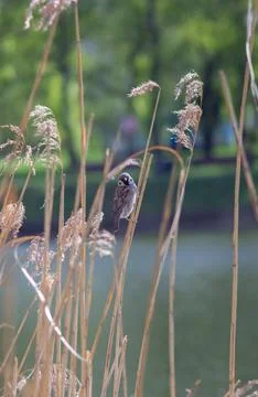 A small tree sparrow  Stock Photos