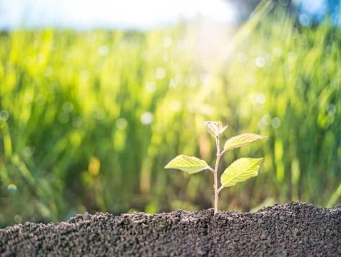Small tree sprout growing from the soil Stock Photos