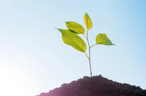 Small tree sprout growing from the soil Stock Photos
