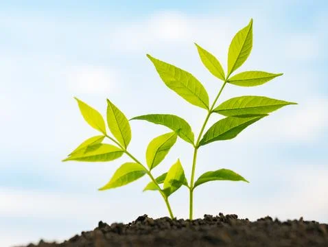Small tree sprout growing from the soil Stock Photos