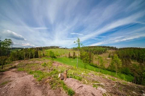 A small tree stands alone in a grassy meadow under the open sky Stock Photos