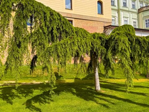 A small tree with a straight trunk, standard, and an elegant weeping crown Stock Photos