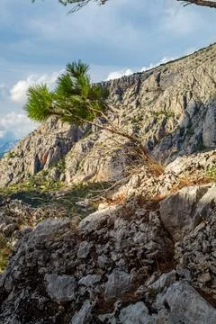 Small tree in sunshine Stock Photos