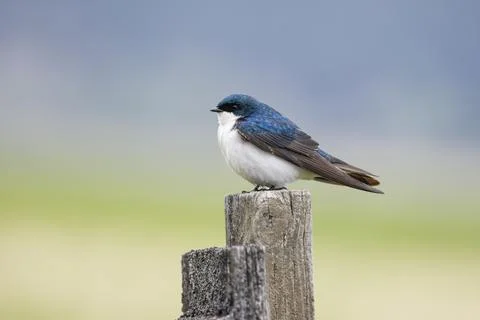 Small tree swallow perched on a post. Stock Photos