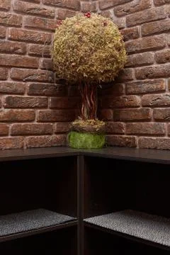 A small tree is on the table. Brick walled studio Stock Photos