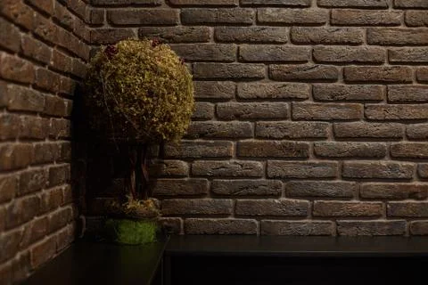 A small tree is on the table. Brick walled studio Stock Photos
