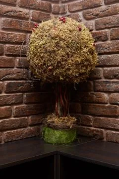 A small tree is on the table. Brick walled studio Stock Photos