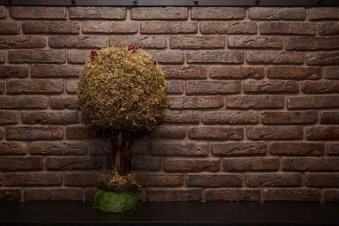 A small tree is on the table. Brick walled studio Stock Photos