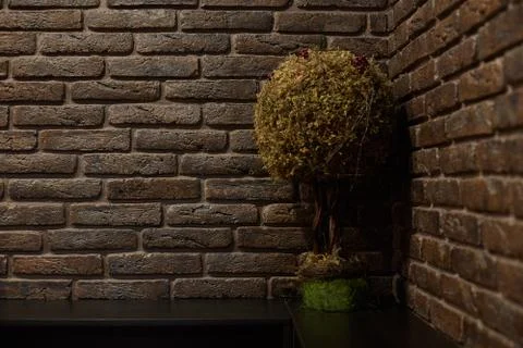 A small tree is on the table. Brick walled studio Stock Photos