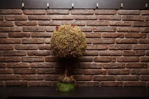 A small tree is on the table. Brick walled studio Stock Photos