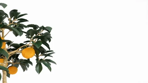 Small tree with tangerines, alpha channel transparency Stock Footage 107315295