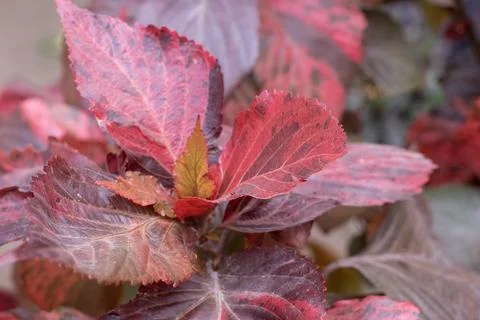 Small tree with textured red leaves Stock Photos