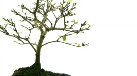 Small tree timelapse Stock Footage 632947