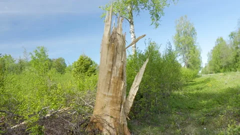 The small tree trunk after being struck with the lightning Stock Footage 138546872