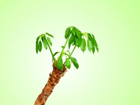 Small Tree Trunk with Fresh Young Leaves and Branches Isolated on Green Stock-Fotos